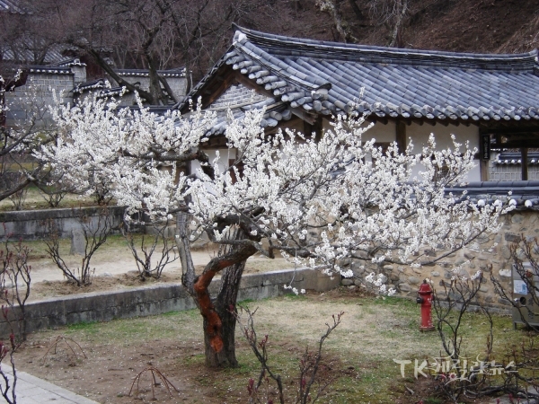 도산서원 매화  사진=안동시