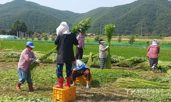 대마수확  사진=안동시