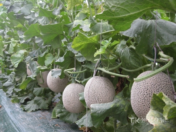 안동 멜론. 사진=안동시