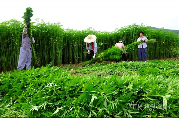 대마수확 자료. 사진=안동시
