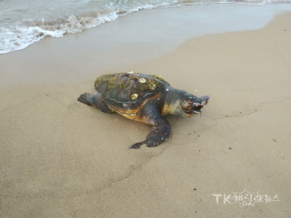 붉은바다거북 사체. 사진=포항해경