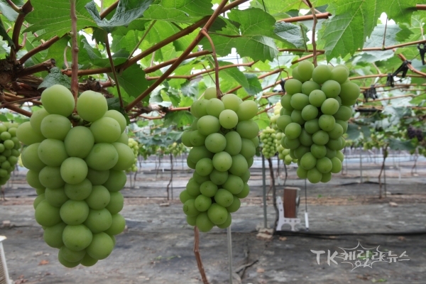 샤인머스켓 공동연구. 사진=경북도