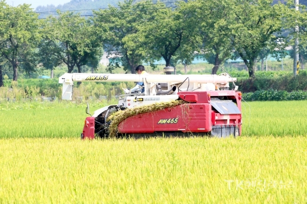 안동 햅쌀 벼 첫 수확. 사진=안동시