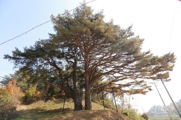 사진=예천군