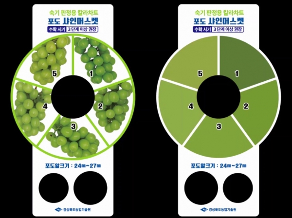 샤인머스켓 칼라차트. 사진=경북농업기술원