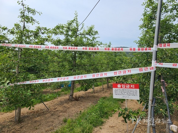 과수화상병 발생(사과과원)  사진=경북도