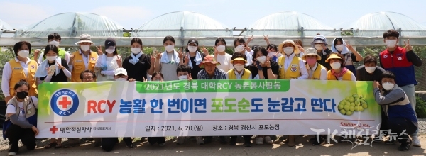 포도 농가 봉사활동. 사진=경북적십자사