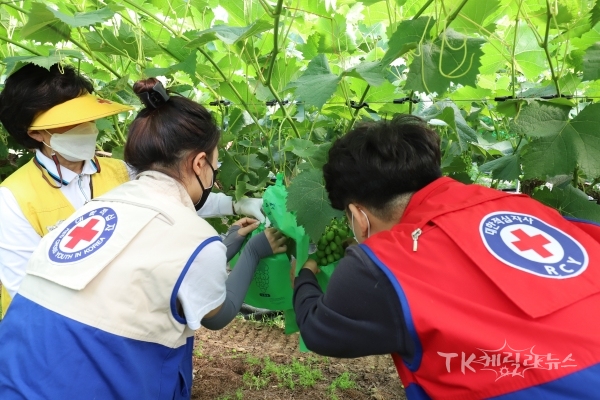 포도 농가 봉사활동. 사진=경북적십자사