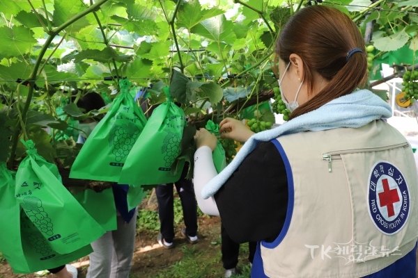 포도 농가 봉사활동. 사진=경북적십자사