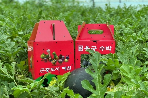 소과종 수박. 사진=예천군농업기술센터