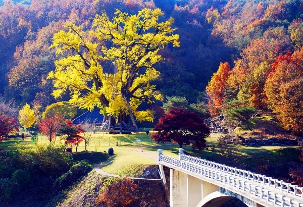 용계은행나무. 사진=안동시