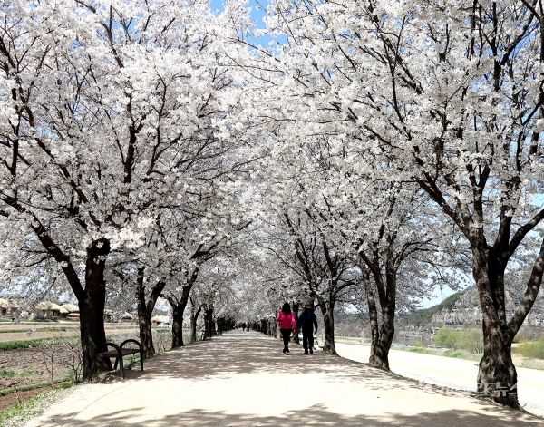 하회마을 벚꽃길. 사진=안동시