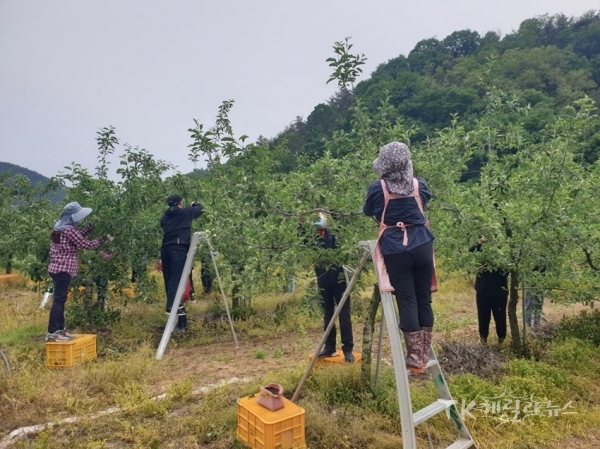 농촌일손돕기. 사진=예천군