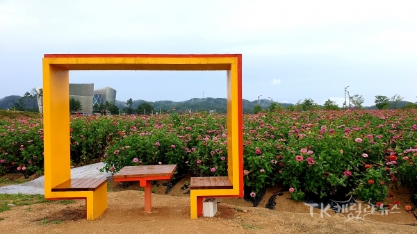 백일홍 꽃밭 포토존. 사진=천미옥