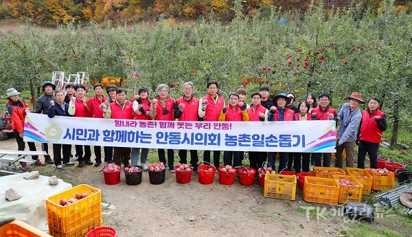 권기익 의장을 비롯한 시의원, 의회사무국 직원 등 30여 명은 안동시 도산면 태자리에 위치한 과수농가를 방문해 사과 수확에 일손을 보태고 있다. 사진=안동시의회
