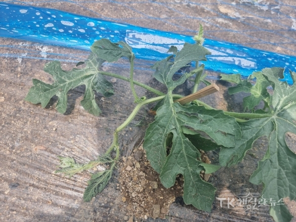 우박으로 인한 수박 피해. 사진=경북농업기술원