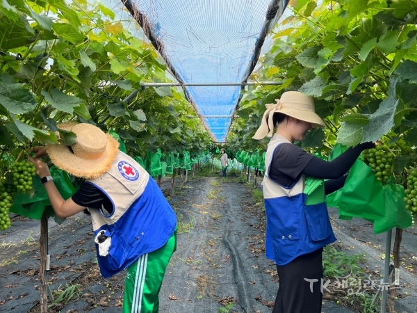 RCY 회원들이 포도에 비닐을 씌우는 모습. 사진=경북적십자사