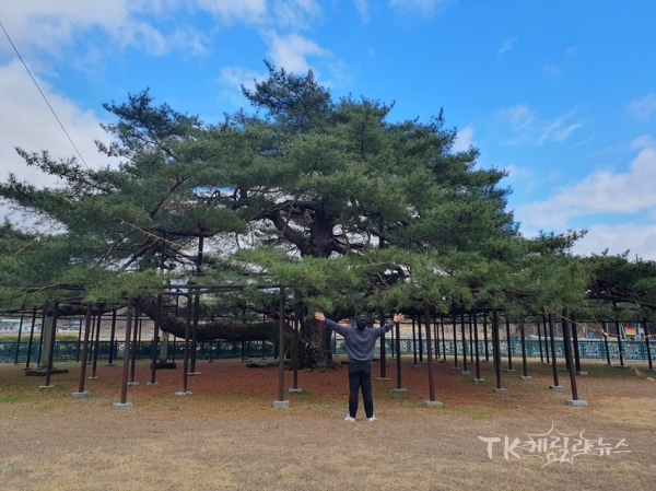 석송령 사진=예천군