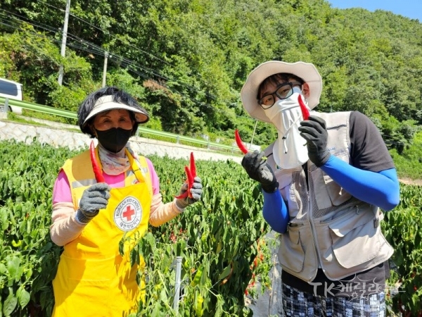 경북적십자사 봉사원과 경북개발공사 직원이 피해 농가에서 고추 수확을 돕는 모습. 사진=경북적십자사