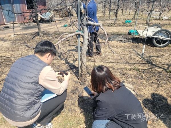 산불로 인한 사과나무 피해를 조사하고 있다. 사진=경북농기원