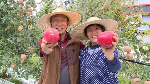 문자사과 농업인. 사진=경북도