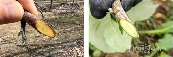 산불 복사열 피해주(고사),  정상주  사진=경북