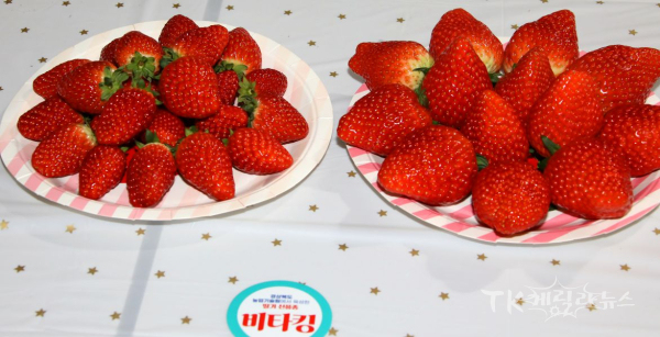 딸기 신품종 '비타킹'(좌-일반형__우-대과형).  사진=경북농기원